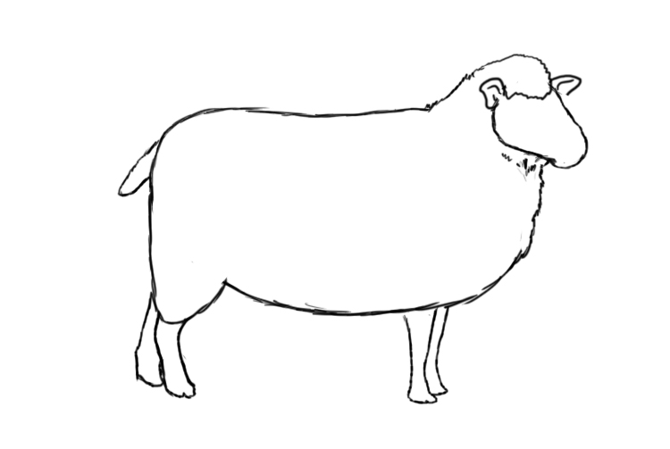 750x503 How To Draw A Sheep - Realistic Sheep Drawing