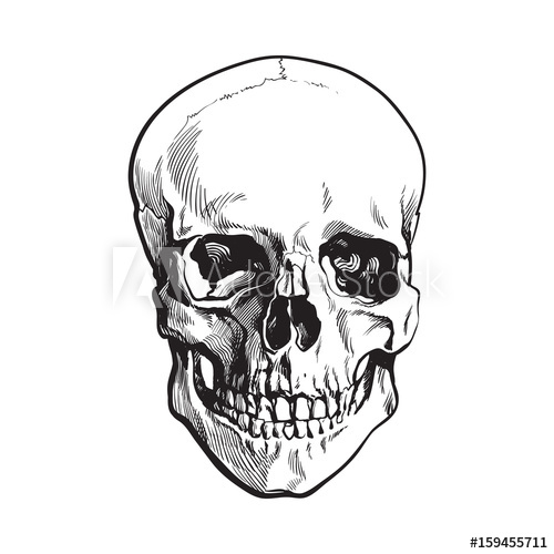 500x500 Hand Drawn Human Skull, Anatomical Model, Black And White Sketch - Realistic Skeleton Drawing