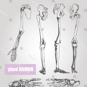 300x300 Photostock Vector Human Bones Skeleton Drawing Collection Set - Realistic Skeleton Drawing