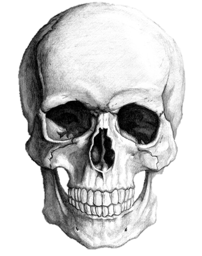399x504 skull reference skull, skull sketch, skull art - Realistic Skeleton Drawing