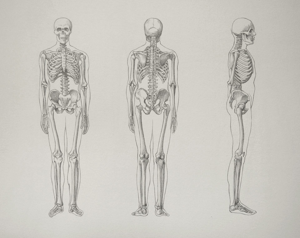 960x762 Skeleton Bones - Realistic Skeleton Drawing