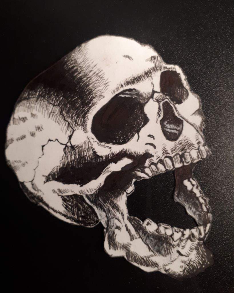 realistic human skull drawing