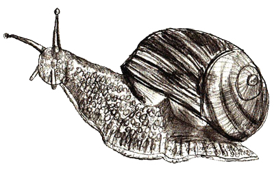 400x248 How To Draw A Snail - Realistic Snail Drawing