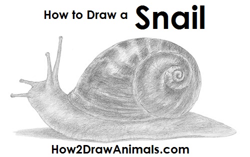 500x315 How To Draw A Snail - Realistic Snail Drawing