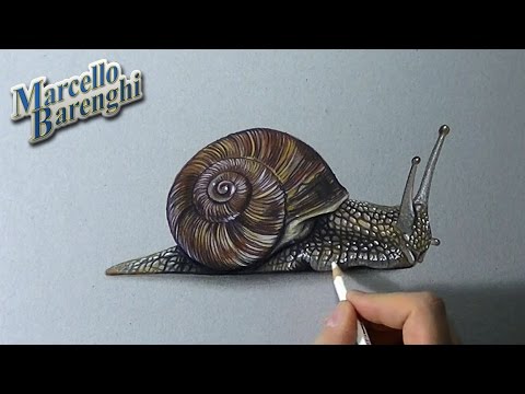 480x360 How To Draw A Snail - Realistic Snail Drawing