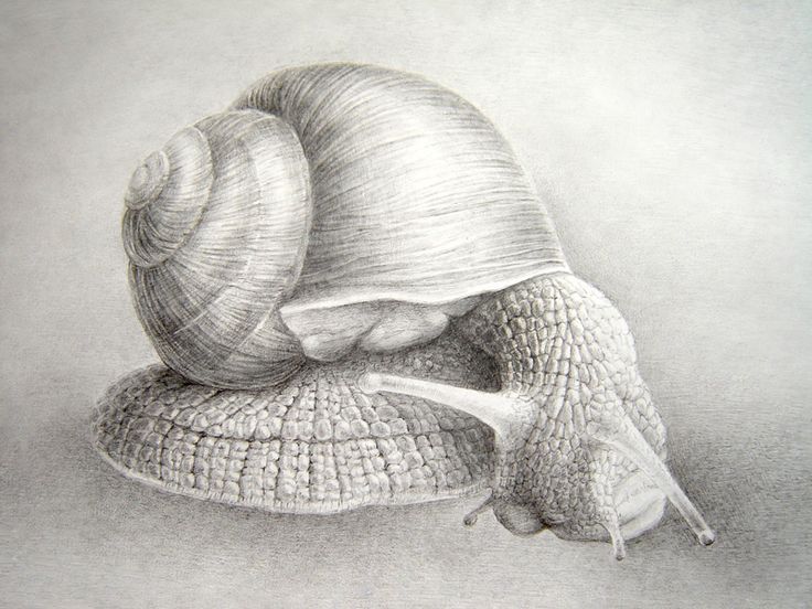 Realistic Snail Drawing at Explore collection of