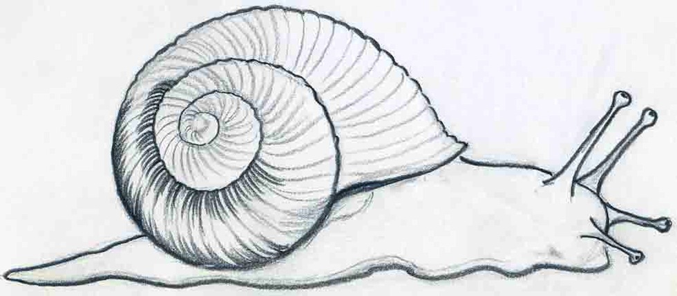 980x428 Snail Drawing Pencil For Free Download - Realistic Snail Drawing