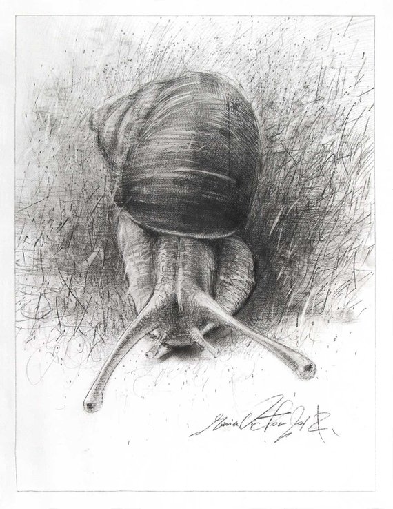 570x737 Little Snaildrawing On Paper Original Graphite Drawing Wild Etsy - Realistic Snail Drawing