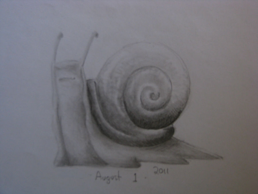 Realistic Snail Drawing at Explore collection of