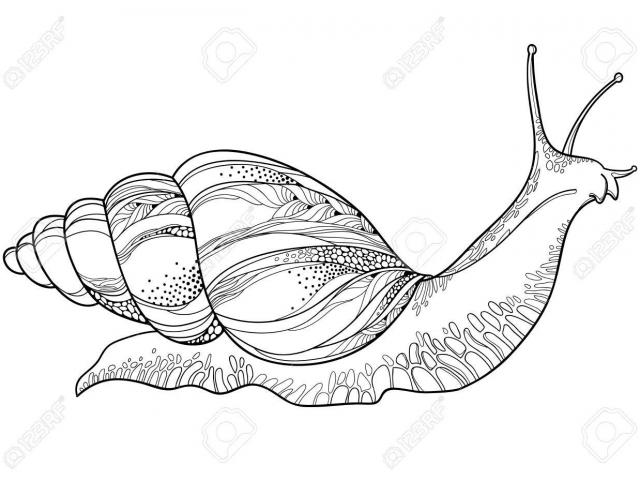 640x480 Snail Clipart Realistic - Realistic Snail Drawing