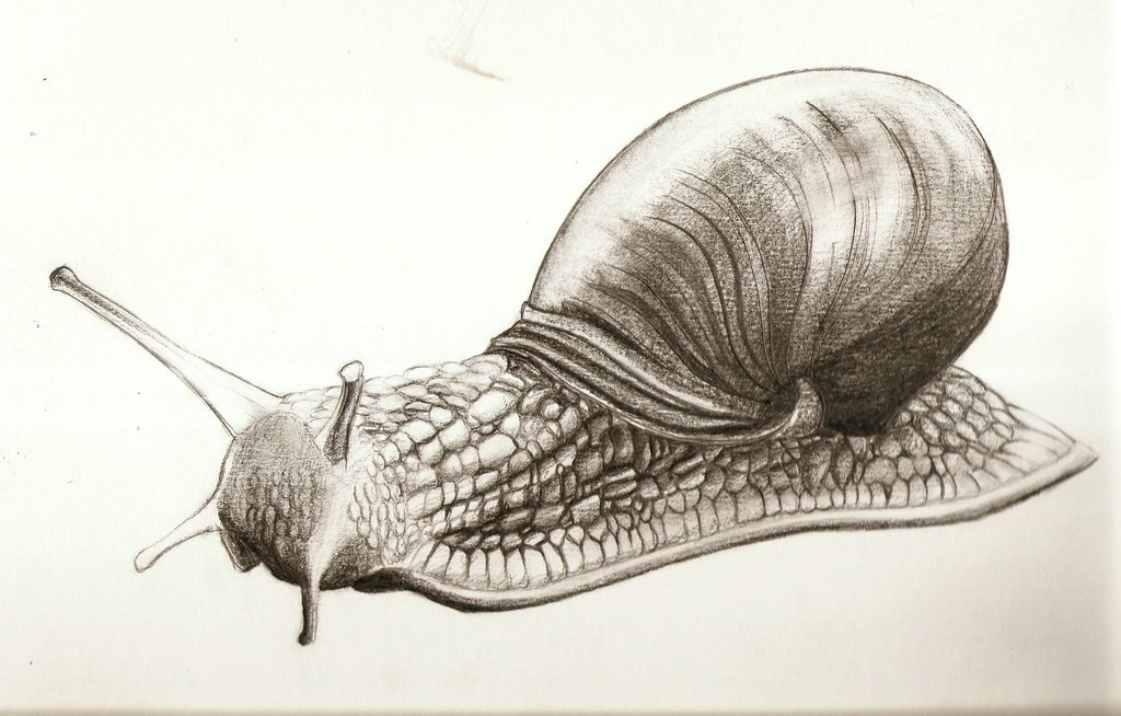 Realistic Snail Drawing at Explore collection of