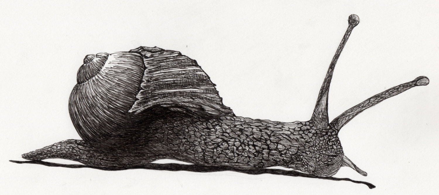 Realistic Snail Drawing at Explore collection of