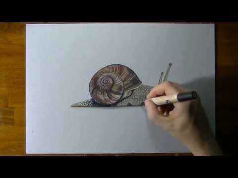 480x360 Watch On Youtube How I Draw This Realistic Snail Art - Realistic Snail Drawing