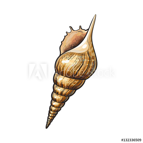500x500 Colorful Spiral Conch Sea Shell, Sketch Style Vector Illustration - Realistic Snail Drawing