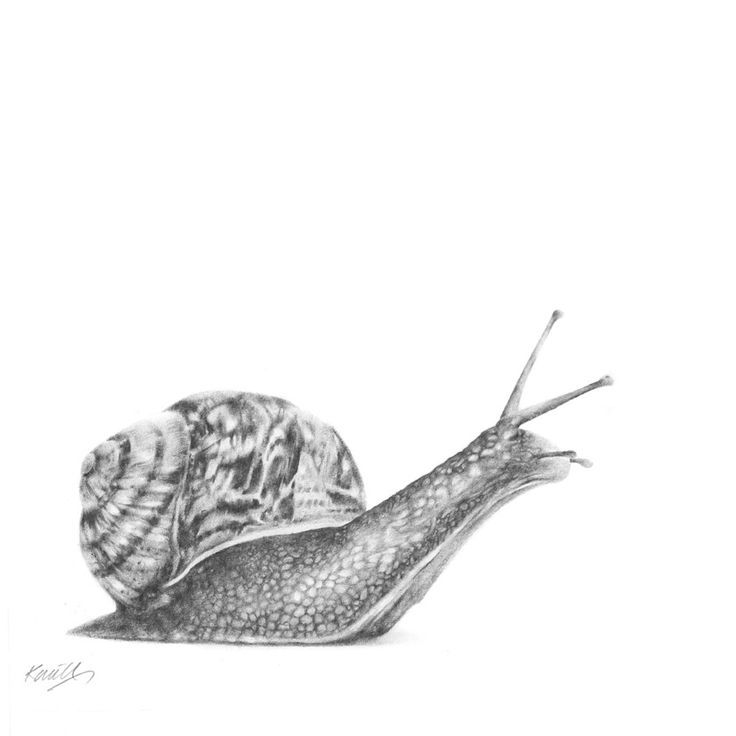 Realistic Snail Drawing at Explore collection of