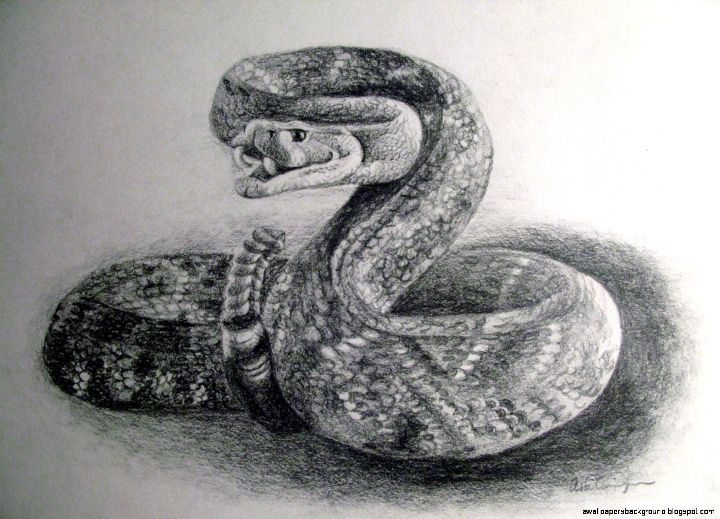 Realistic Snake Drawing at PaintingValley.com | Explore collection of