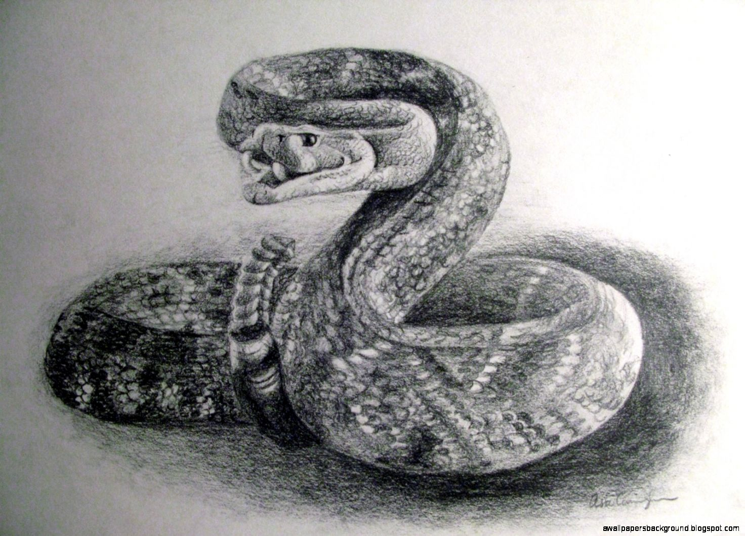 Realistic Snake Drawing At PaintingValley Com Explore Collection Of Realistic Snake Drawing