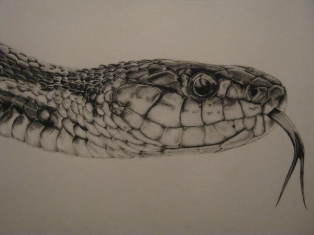 640x480 Drawn Snake Realistic - Realistic Snake Drawing