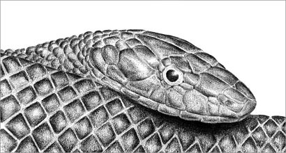 410x220 How To Draw A Realistic Snake - Realistic Snake Drawing