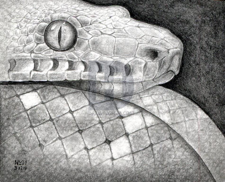 951x768 How To Sketch A Snake, Snake Head, Step - Realistic Snake Drawing. 