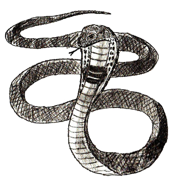 350x359 How To Draw A Snake - Realistic Snake Drawing