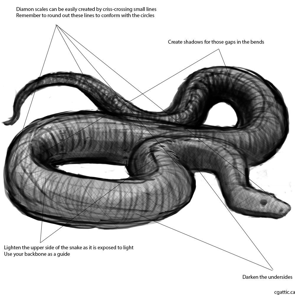 1000x1000 How To Draw A Snake In Steps With Photoshop - Realistic Snake Drawing