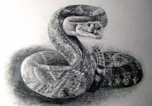 Featured image of post Realistic Snake Drawing Images I believe this is some sort of viper but these are several wonderful early vintage snake images