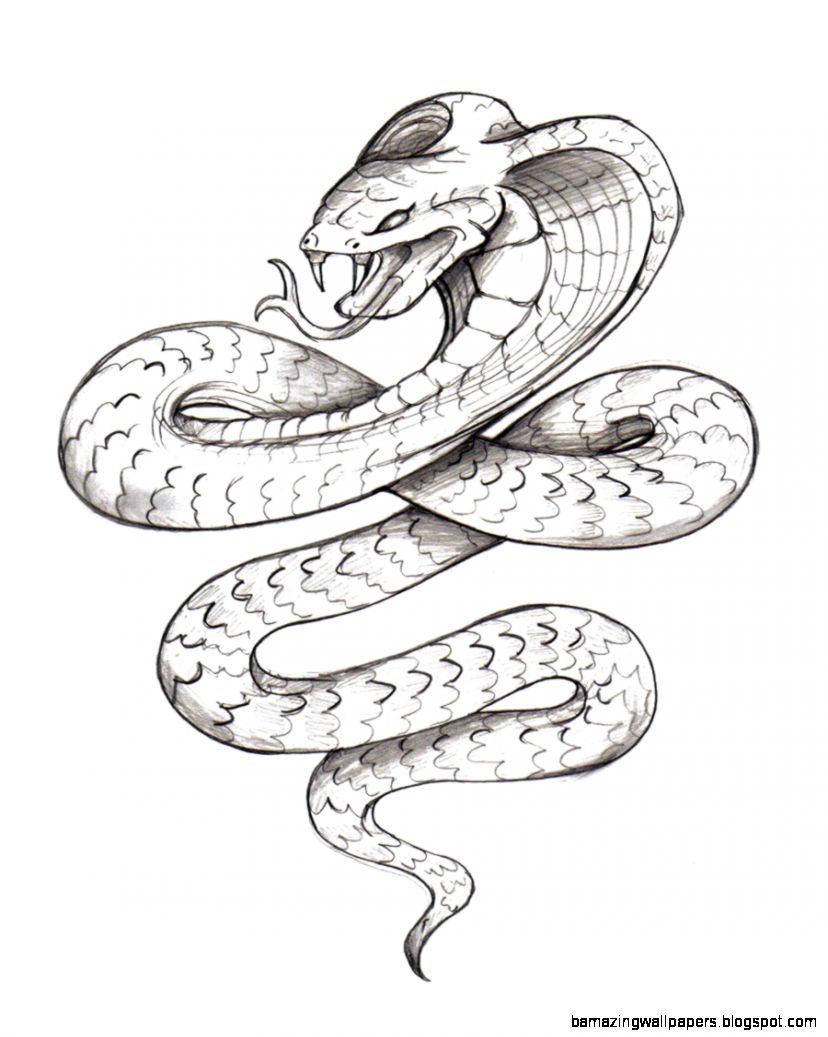 828x1037 Realistic Snake Drawing Amazing Wallpapers - Realistic Snake Drawing