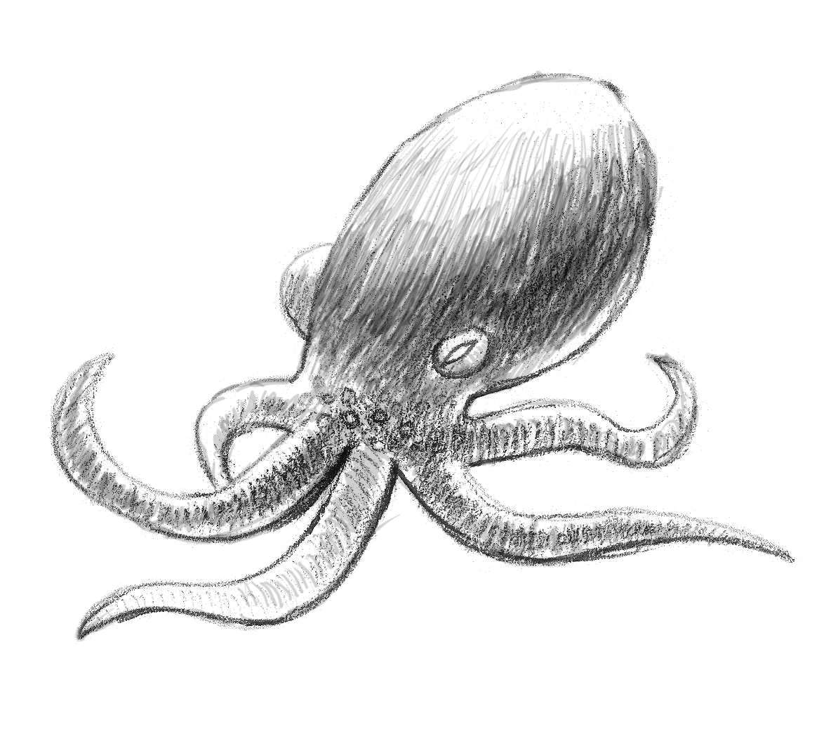 1194x1062 How To Draw An Octopus - Realistic Squid Drawing