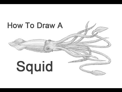 480x360 How To Draw A Squid - Realistic Squid Drawing