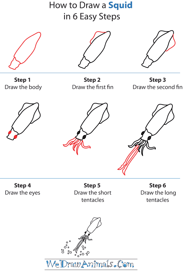 600x895 How To Draw A Squid - Realistic Squid Drawing