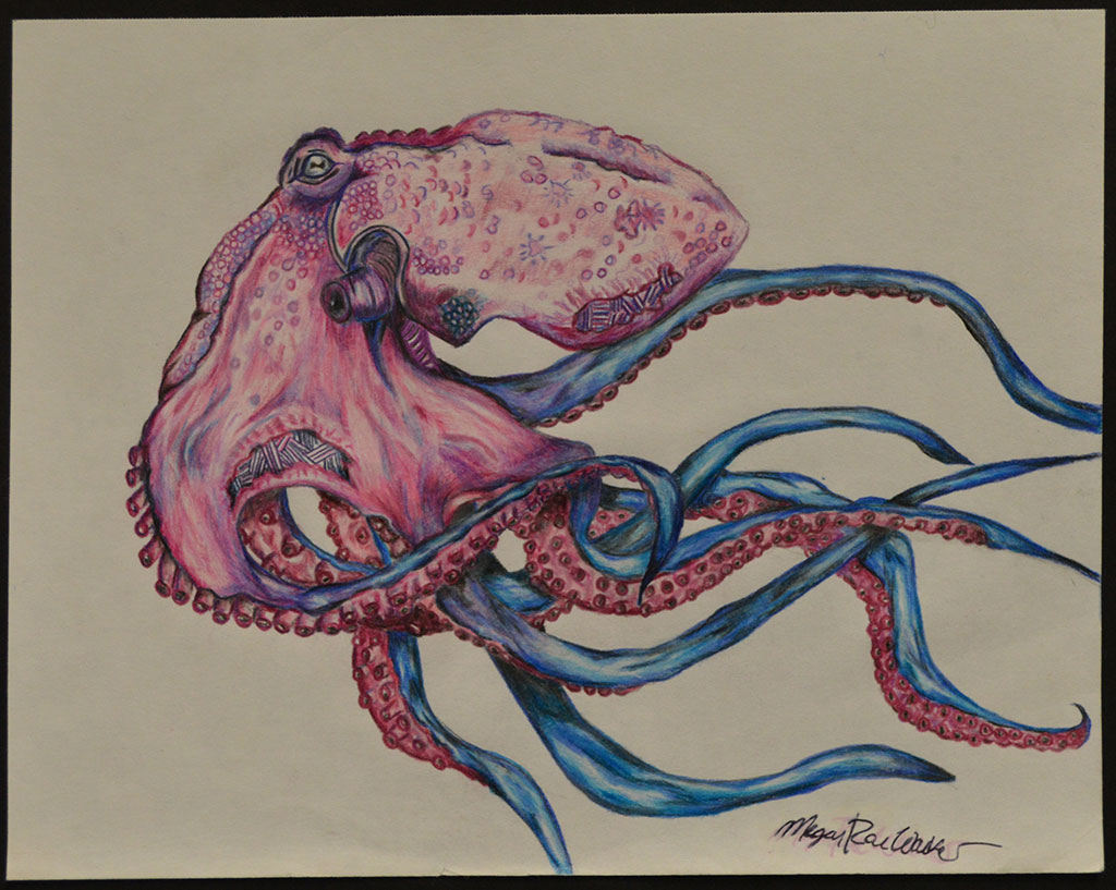 Realistic Squid Drawing at Explore collection of