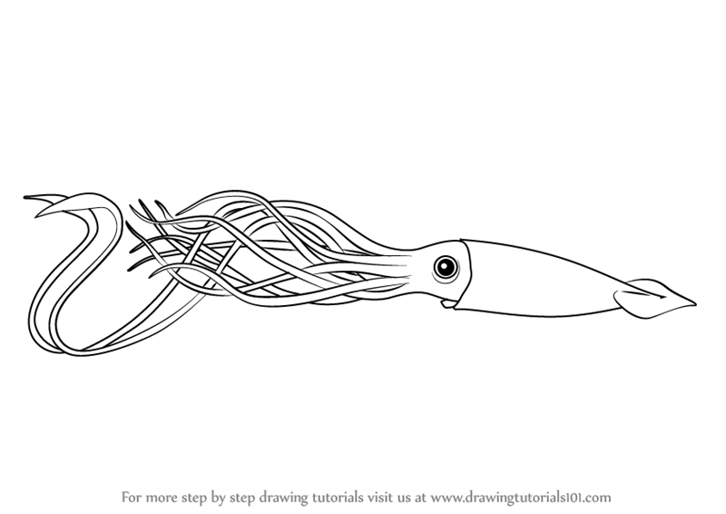 800x566 Learn How To Draw A Giant Squid - Realistic Squid Drawing