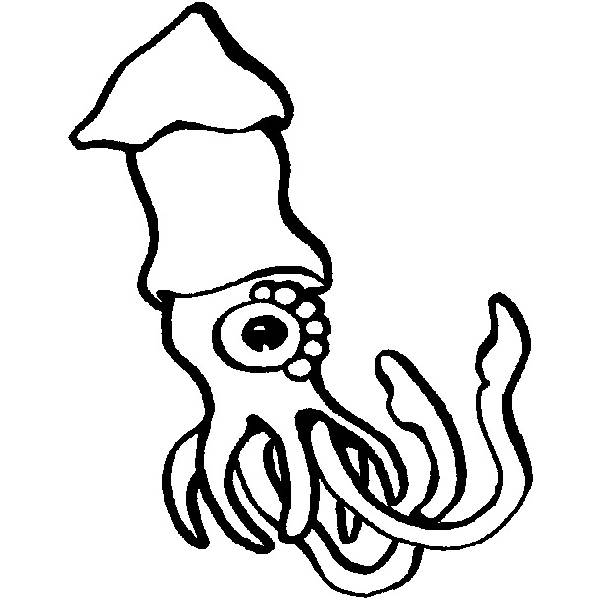 600x600 Realistic Clipart Squid - Realistic Squid Drawing