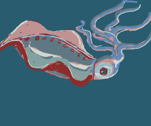 300x250 Realistic Squid Drawing - Realistic Squid Drawing