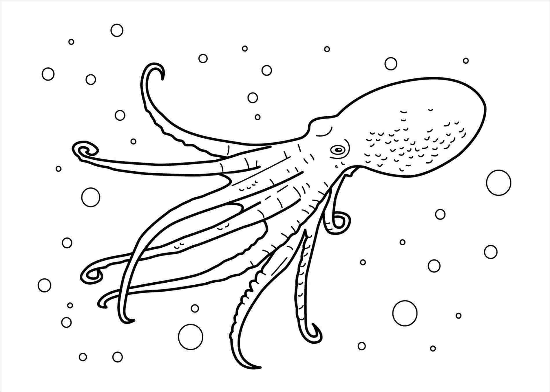 1899x1355 Sea Creature Realistic Animal Drawings - Realistic Squid Drawing