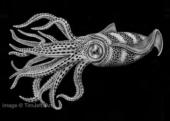 570x405 Squid Ink Drawing Art Ink Pen Drawings, Colored Pencil Artwork - Realistic Squid Drawing