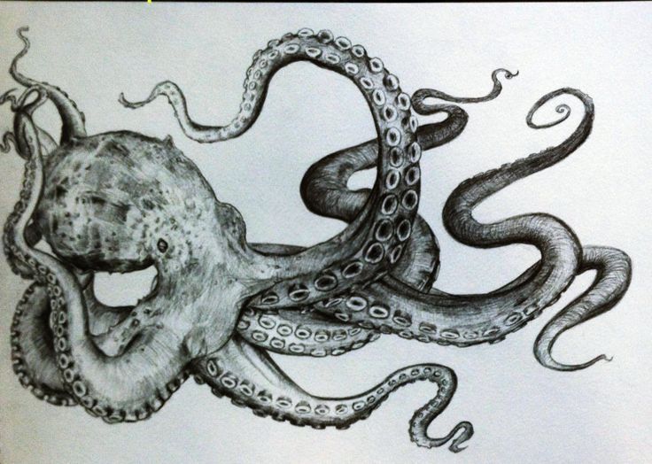736x524 Octopus Tentacles Drawing - Realistic Squid Drawing