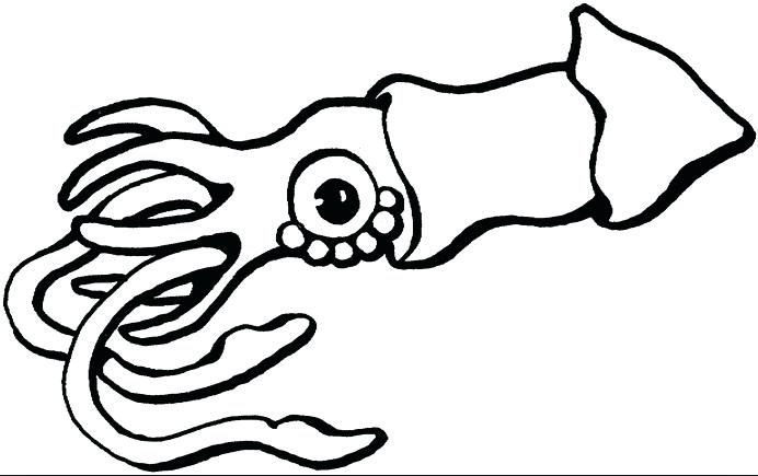 692x435 Coloring Pages For Kids Free Halloween Witch Online Unblocked - Realistic Squid Drawing
