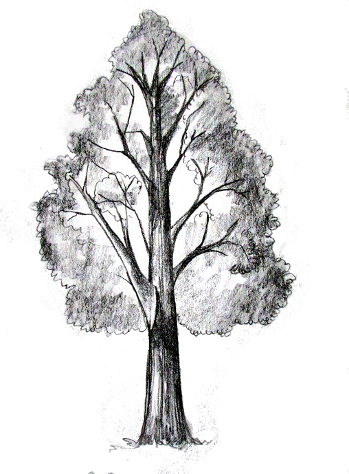 508x690 How To Draw A Tree - Realistic Tree Drawing