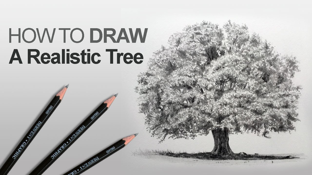 1280x720 How To Draw A Tree - Realistic Tree Drawing