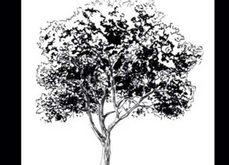 450x325 How To Draw A Realistic Tree With Step - Realistic Tree Drawing