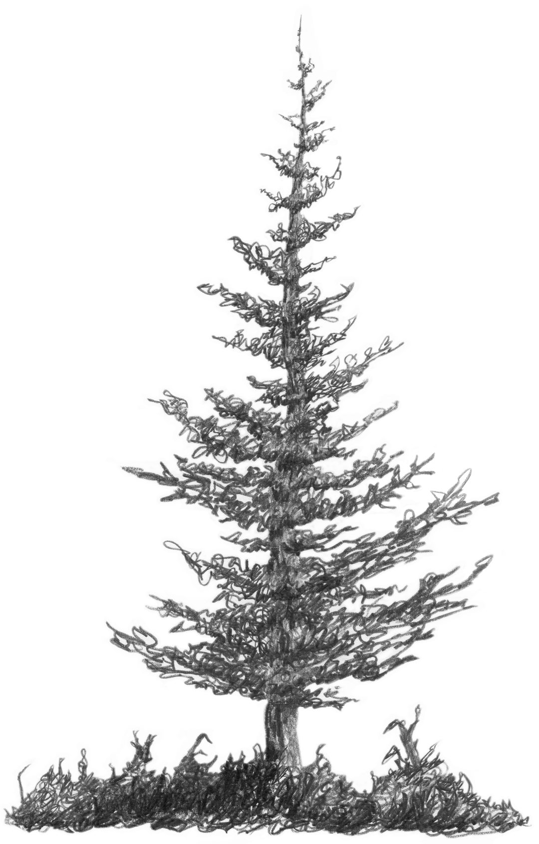 1080x1689 Squirkle A Realistic Spruce Tree - Realistic Tree Drawing