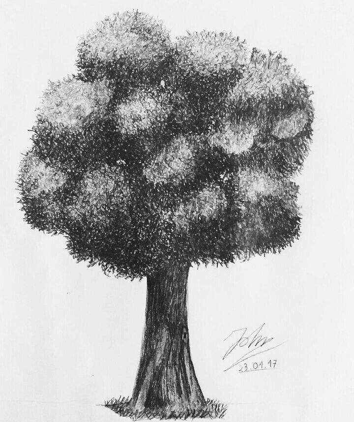 Realistic Tree Drawing at Explore collection of