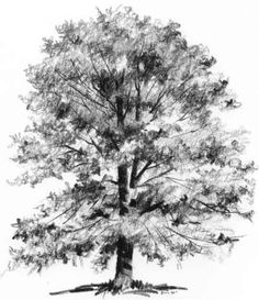 Realistic Tree Drawing at PaintingValley.com | Explore collection of ...