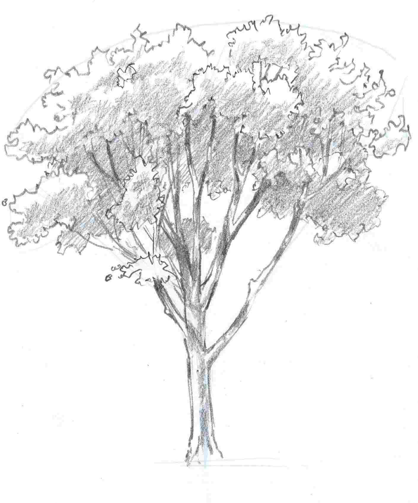 1410x1697 Draw A Realistic Tree In Simple Steps Rhcom Sketch Easy - Realistic Tree Drawing