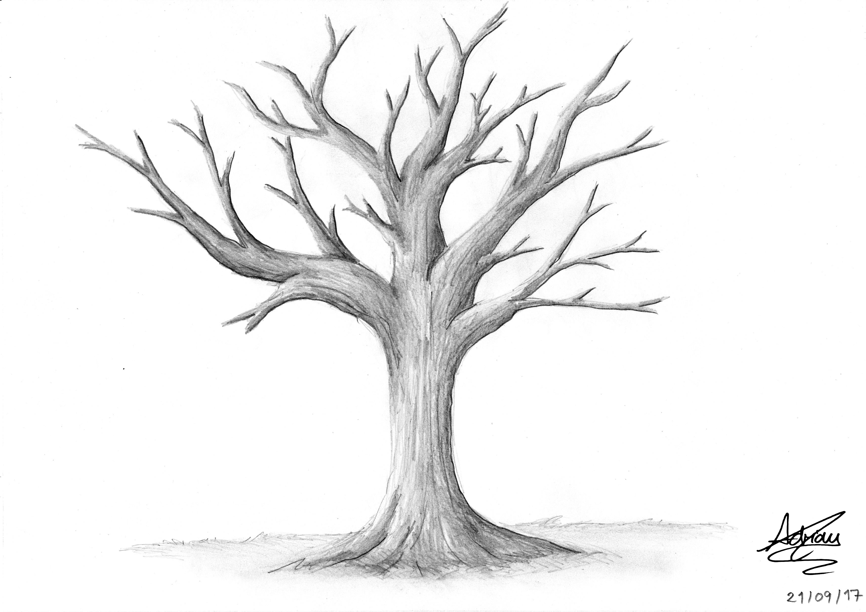 How To Draw A Realistic Tree Realistic Tree Drawing Tutorial Jyo ...