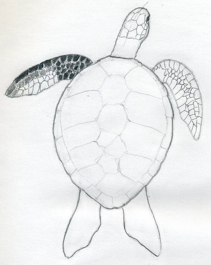 710x892 How To Draw A Turtle - Realistic Turtle Drawing