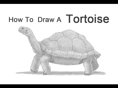 480x360 how to draw a tortoise - Realistic Turtle Drawing