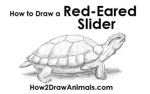 500x315 How To Draw A Turtle - Realistic Turtle Drawing